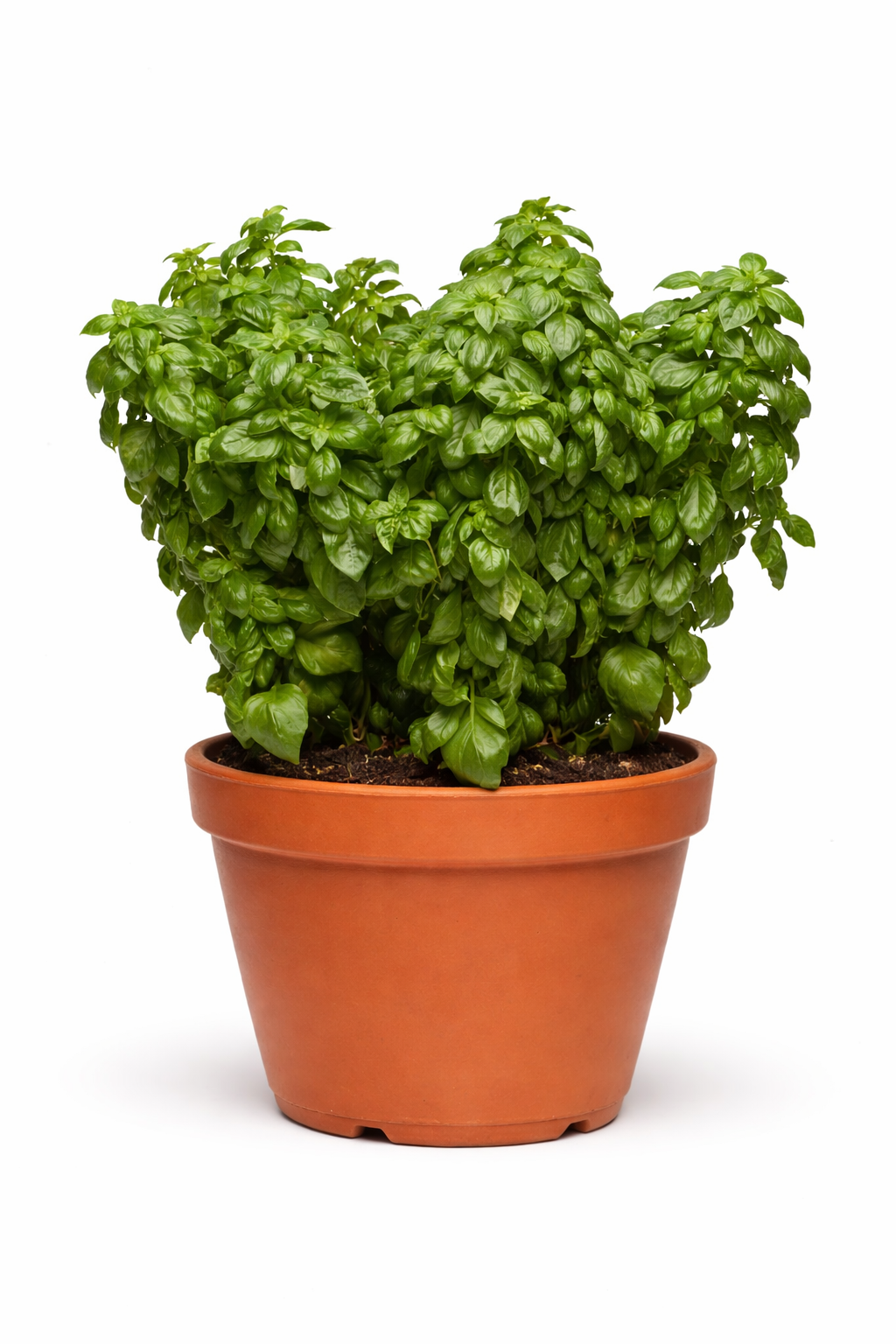 Everleaf Genovese Basil | Ocimum basilicum therapyofflowers.com