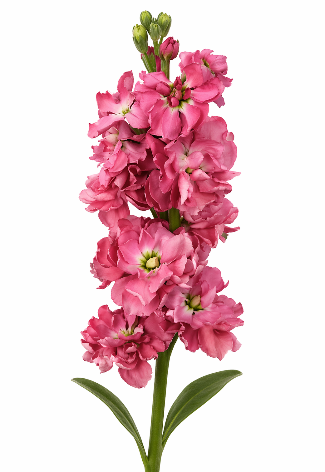 Matthiola incana Katz Antique Rose | Stock therapyofflowers.com