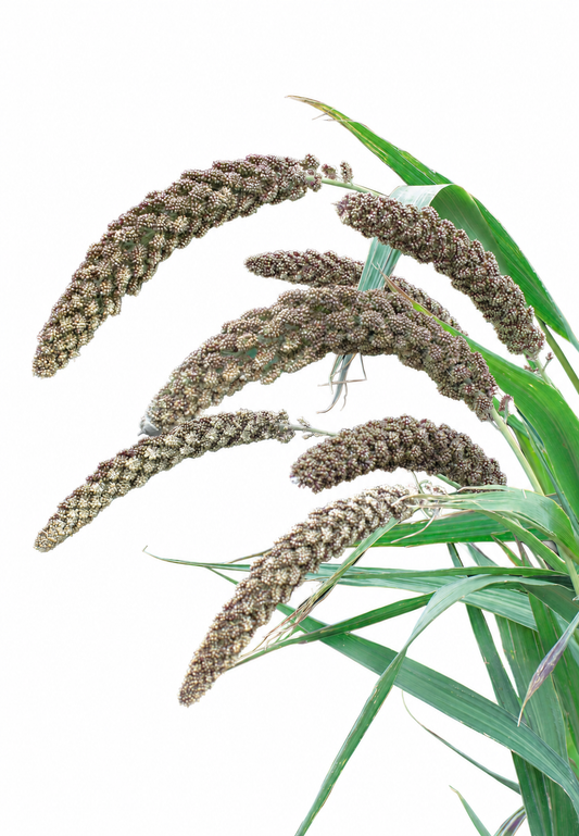 Setaria italica Hylander | Italian Millet