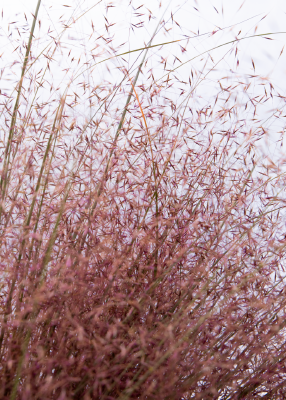 Muhlenbergia reverchonii Rosy | Ruby Muhly therapyofflowers.com
