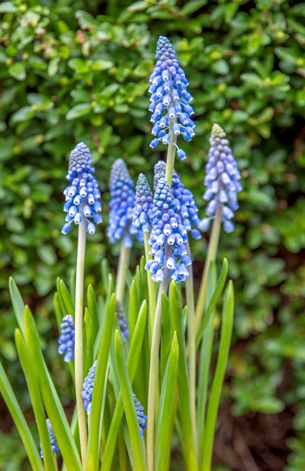 Muscari armeniacum Big Smile  | Grape Hyacinth Bulbs therapyofflowers.com