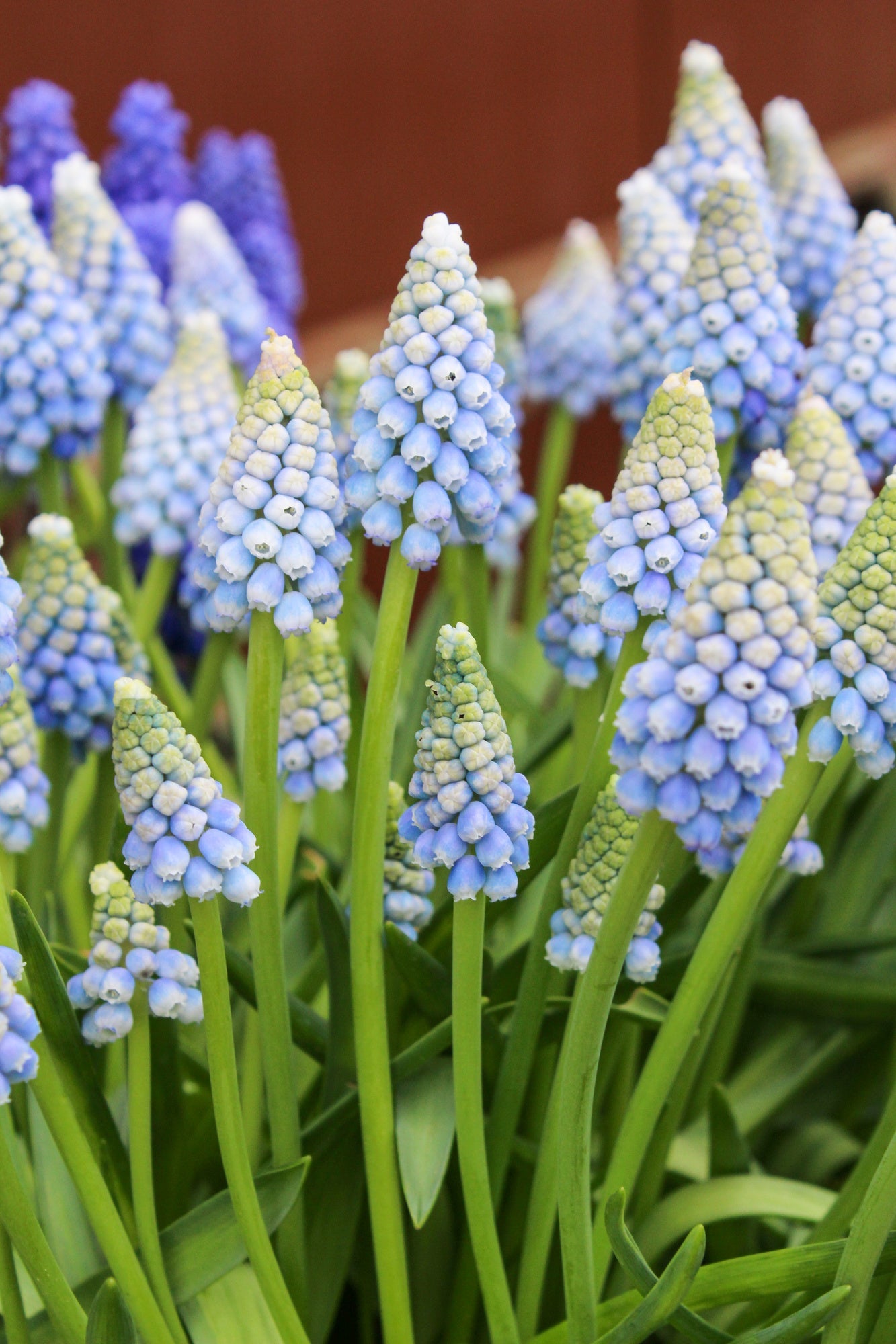 Muscari aucheri Ocean Magic® | Grape Hyacinth Bulbs therapyofflowers.com