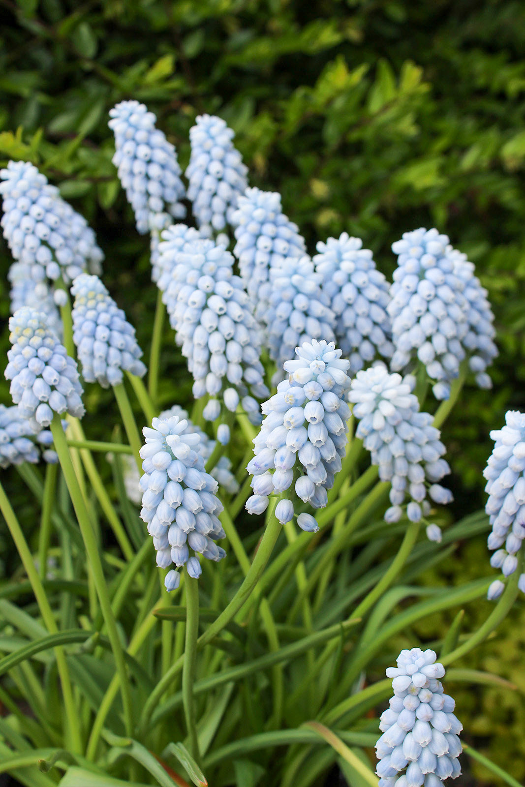 Muscari aucheri Valerie Finnis | Grape Hyacinth Bulbs therapyofflowers.com