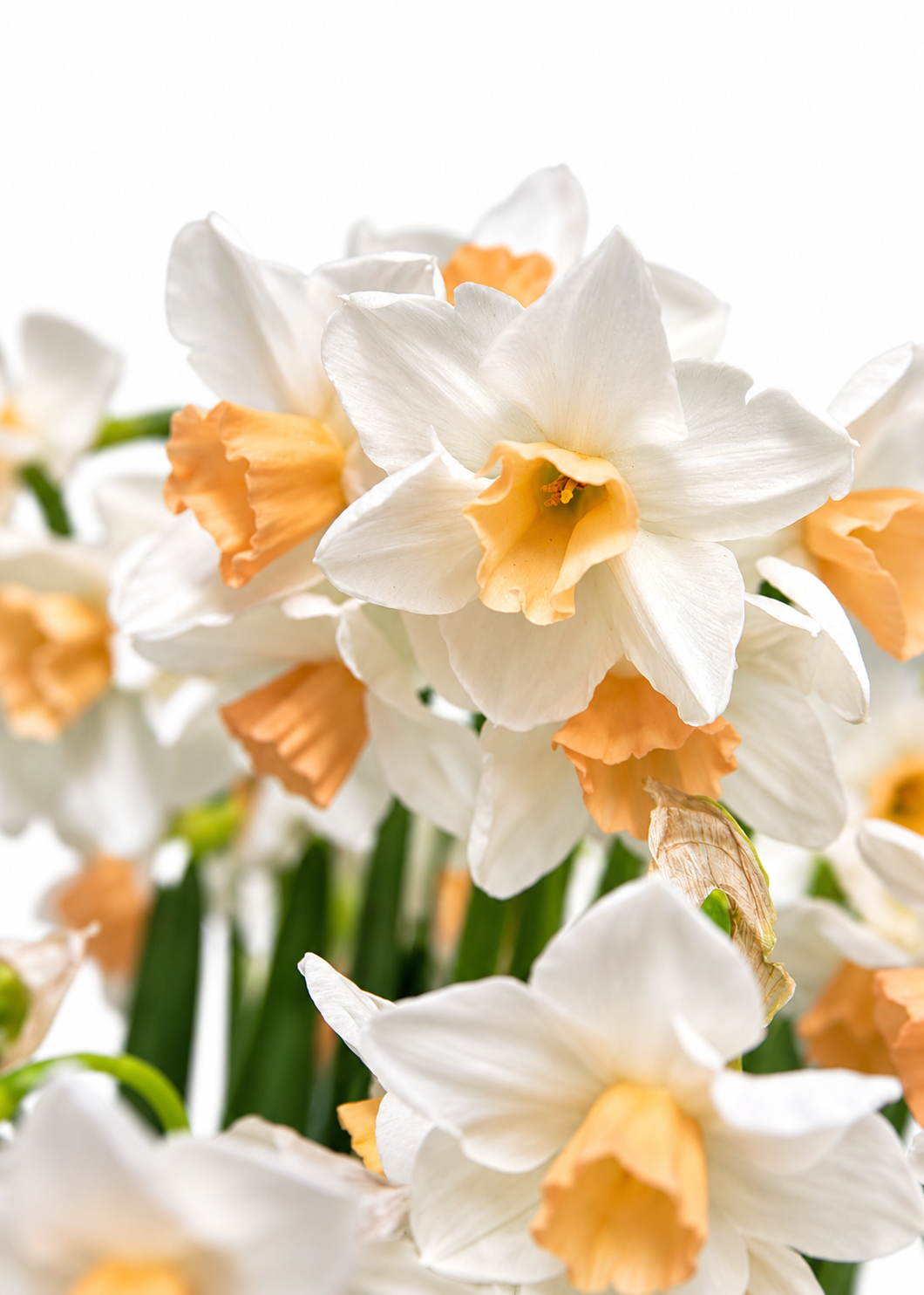 Narcissus Kapiti Peach | Narcissus tazetta  | Cut flower therapyofflowers.com