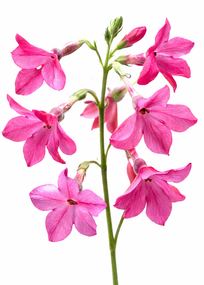 Nicotiana x sanderae Sirius Pink F1 