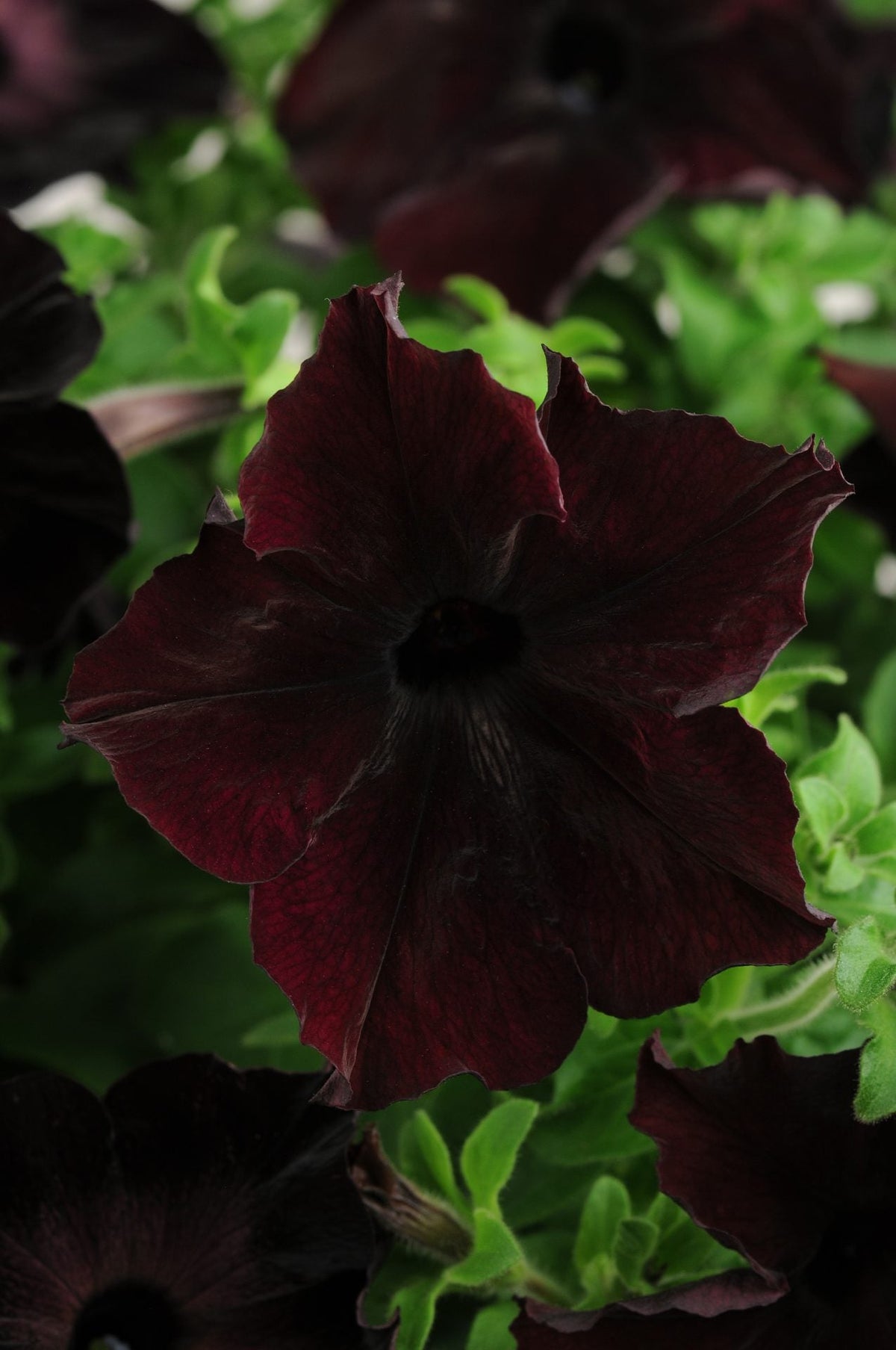 Petunia Grandiflora Sophistica® Blackberry F1 | Petunia | Pelleted therapyofflowers.com