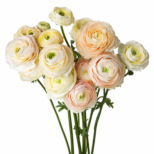 Ranunculus Amandine Wedding Pastels | Ranunculus asiaticus therapyofflowers.com