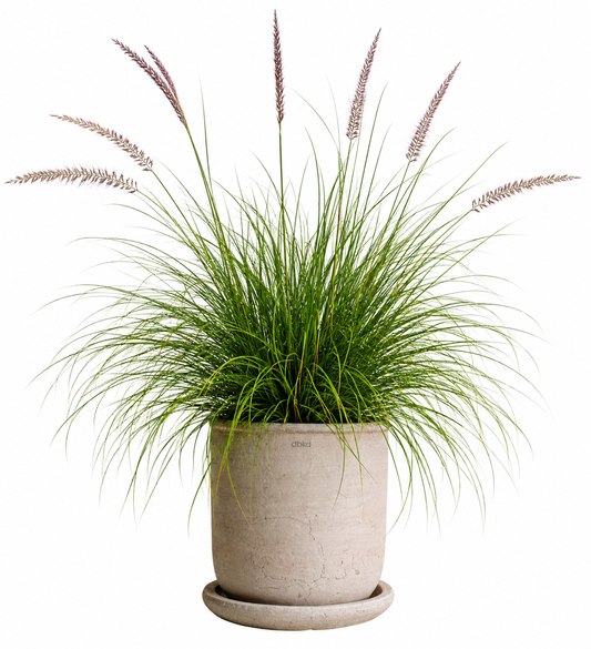 Pennisetum alopecuroides Foxy | Fountain grass therapyofflowers.com