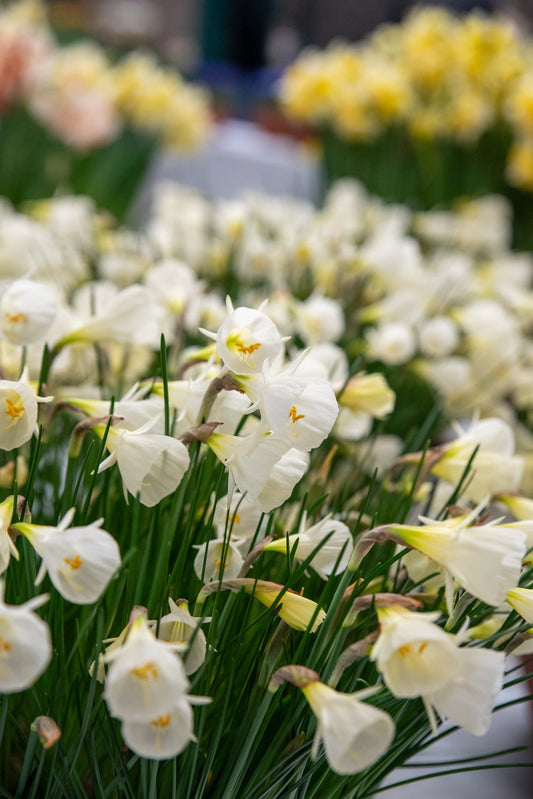 Narcissus White Petticoat | Petticoat Daffodil Bulbs therapyofflowers.com