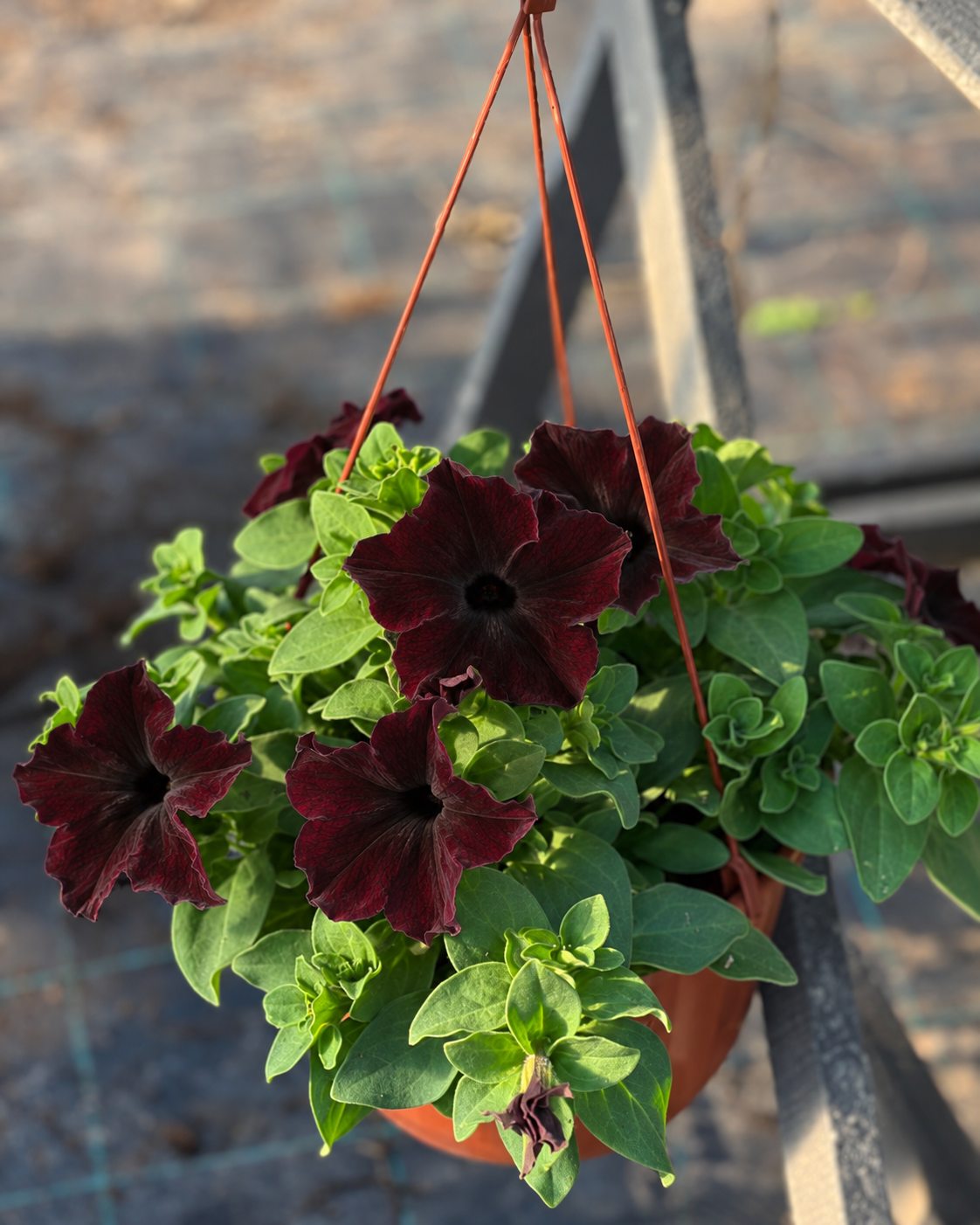 Petunia Grandiflora Sophistica® Blackberry F1 | Petunia | Pelleted therapyofflowers.com