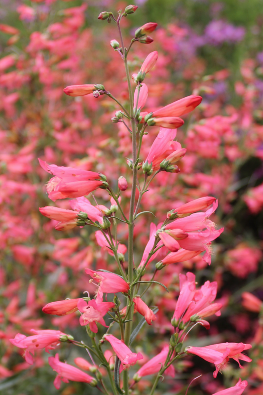 Penstemon barbatus Twizzle Coral | Beard-Tongue therapyofflowers.com