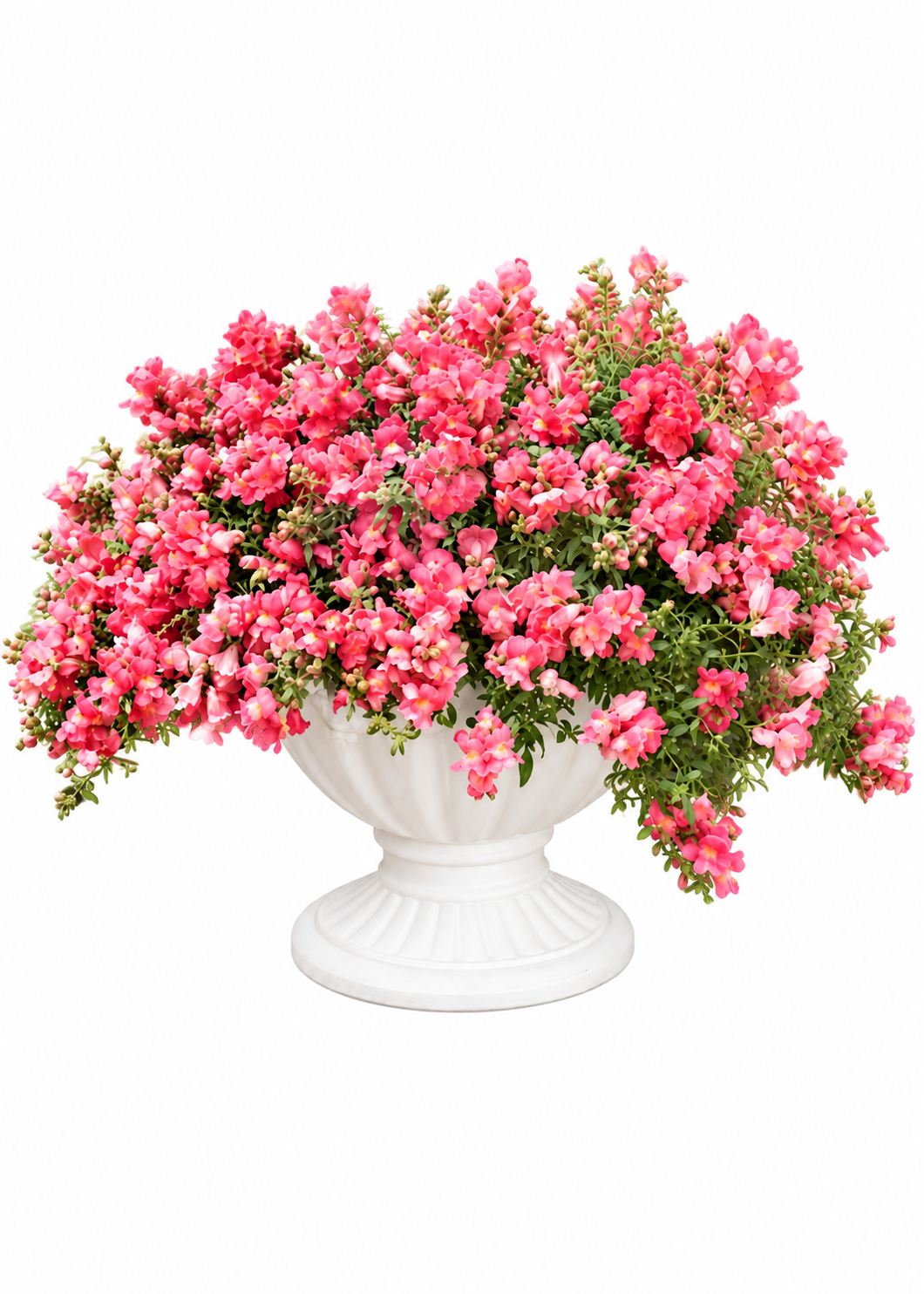Nokarenā lauvmutīte Candy Showers Pink F1 | Antirrhinum majus 