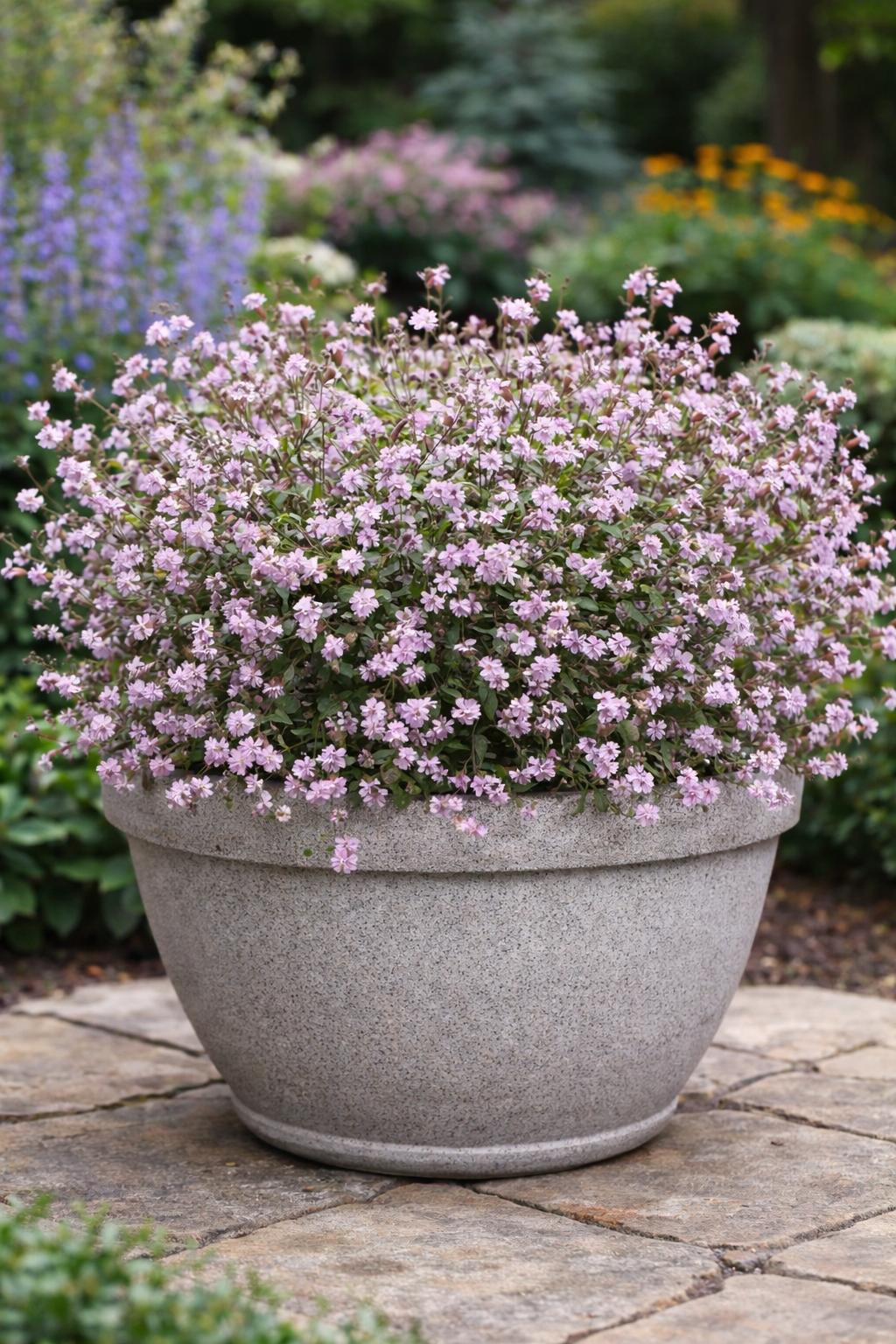 Silene pendula Sibella Lilac | Nodding Catchfly therapyofflowers.com