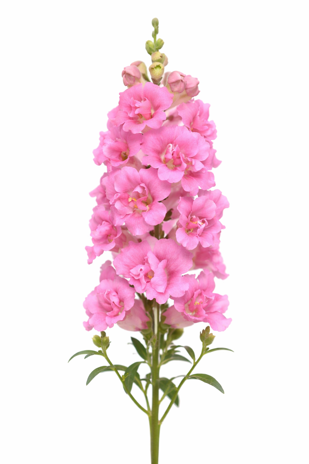 Snapdragon DoubleShot™ Hot Pink F1 | Group 3, 4 | Antirrhinum majus therapyofflowers.com