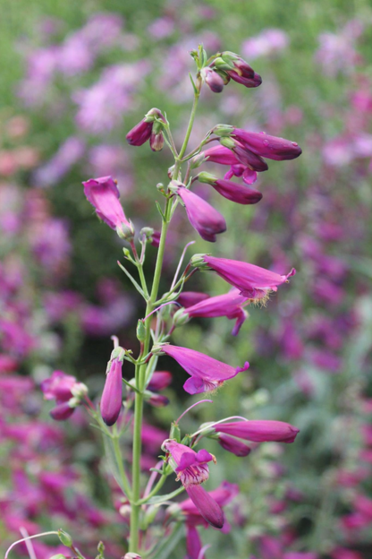 Penstemon barbatus Twizzle Purple | Beard-Tongue therapyofflowers.com