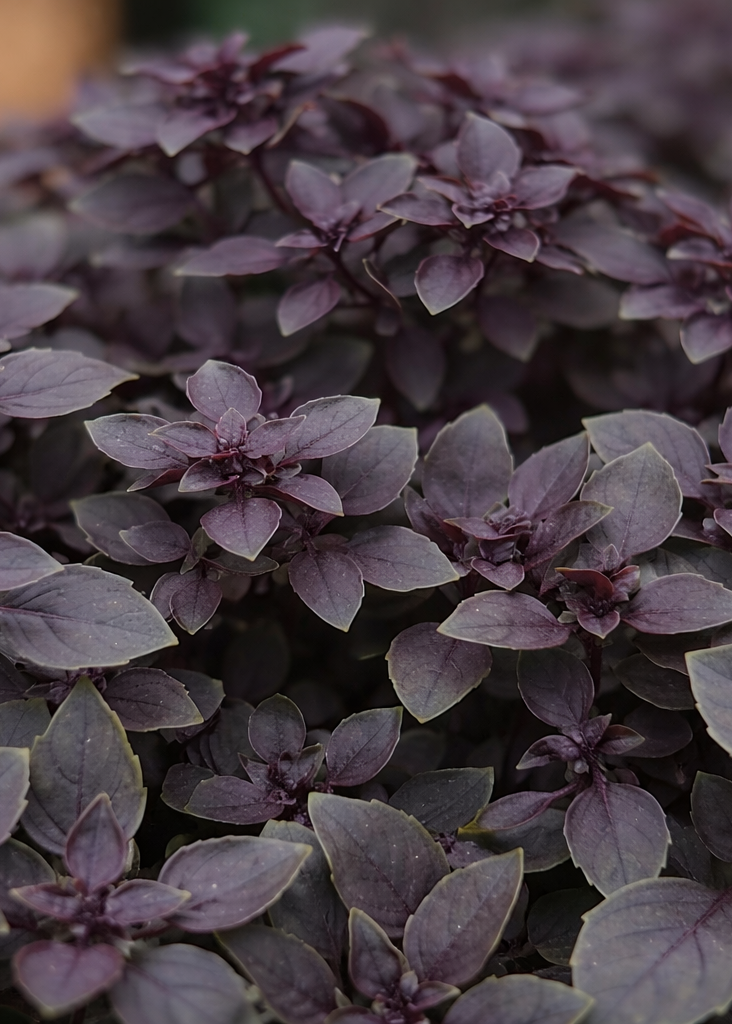 Purple Ball Basil | Ocimum Basilicum | Very aromatic Basil therapyofflowers.com