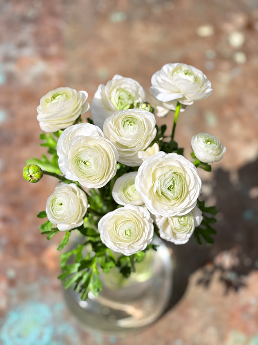 Ranunculus Elegance®  BIANCO 224B B&B | Persian Buttercup | Corm size: 4/5 therapyofflowers.com