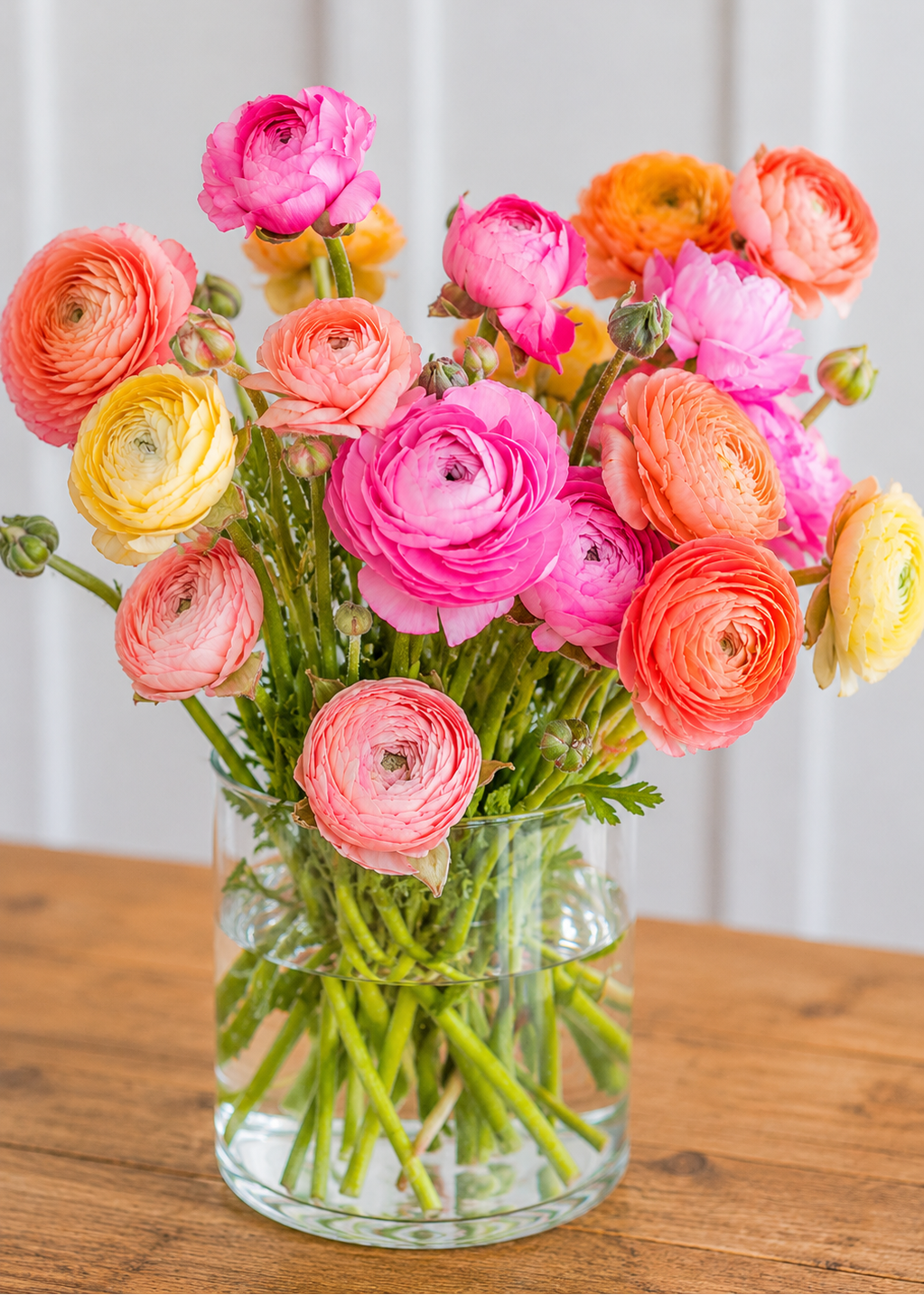 Ranunculus Amandine Pastel Pink 