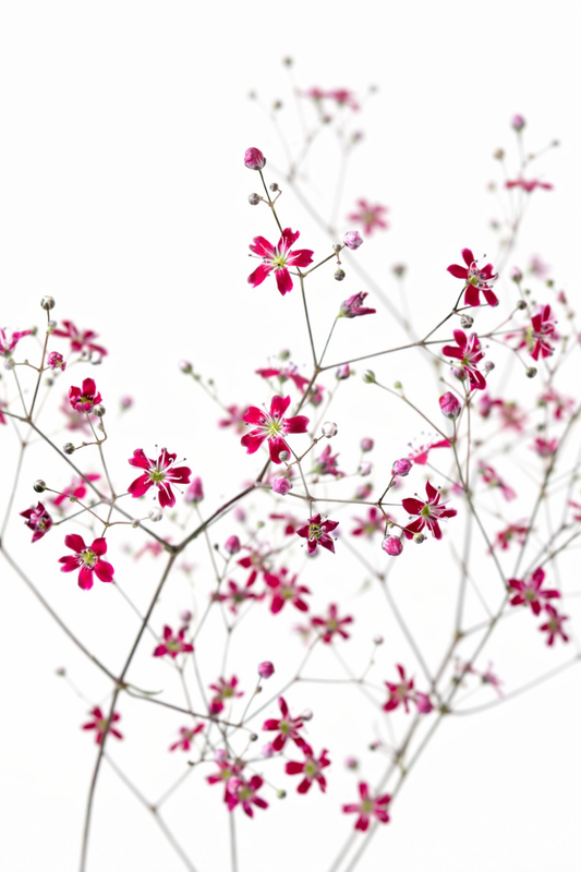 Gypsophila elegans Kermesina | Annual Baby’s Breath therapyofflowers.com