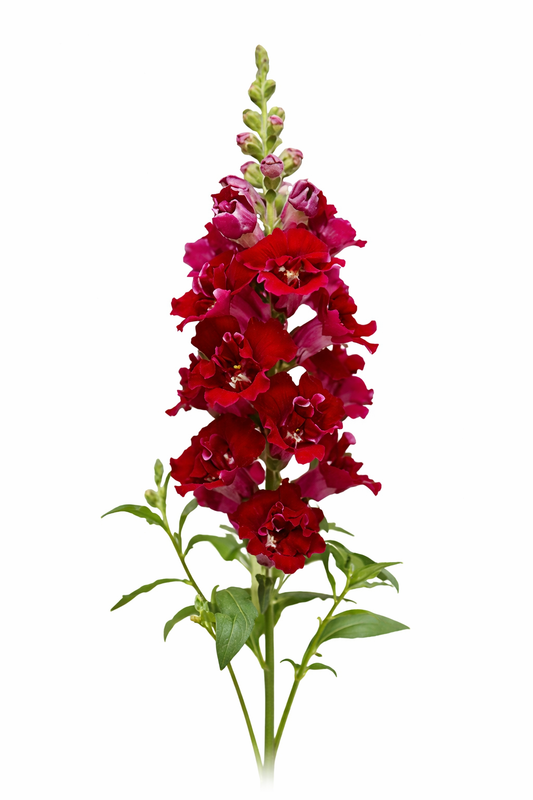 Snapdragon DoubleShot™ Crimson Red F1 | Antirrhinum majus therapyofflowers.com