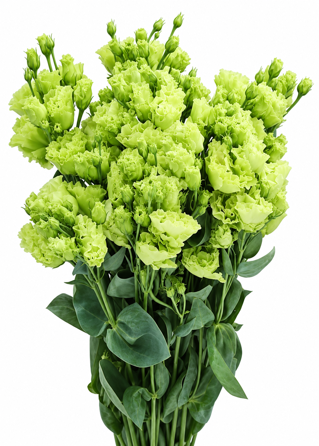 Liziante Rosanne Bright Green F1 | Eustoma grandiflorum | Group 2