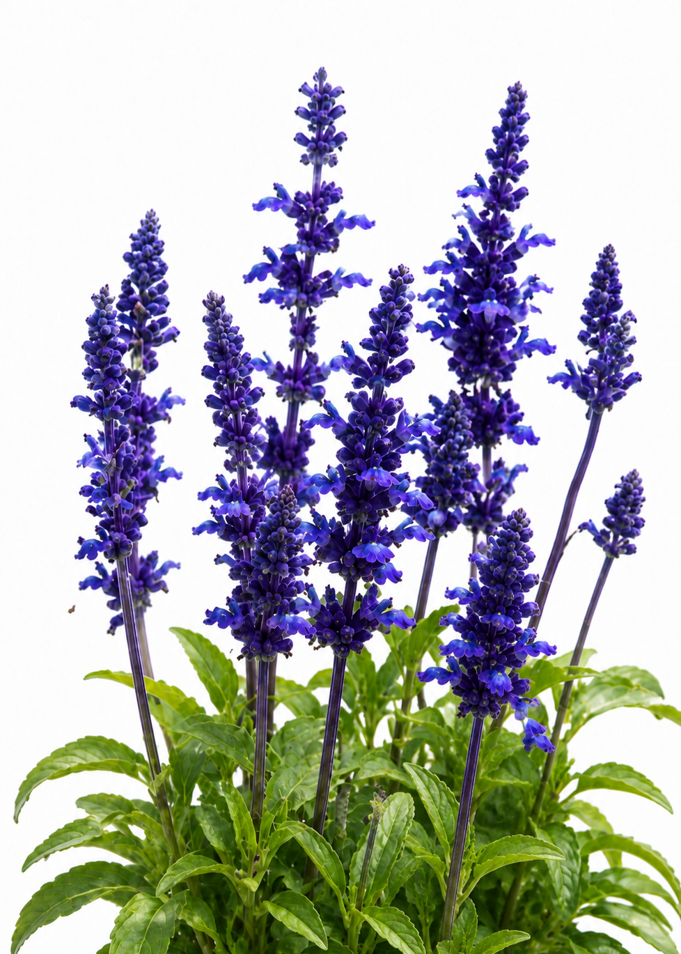 Salvia farinacea Victoria Blue  | Mealy Sage therapyofflowers.com
