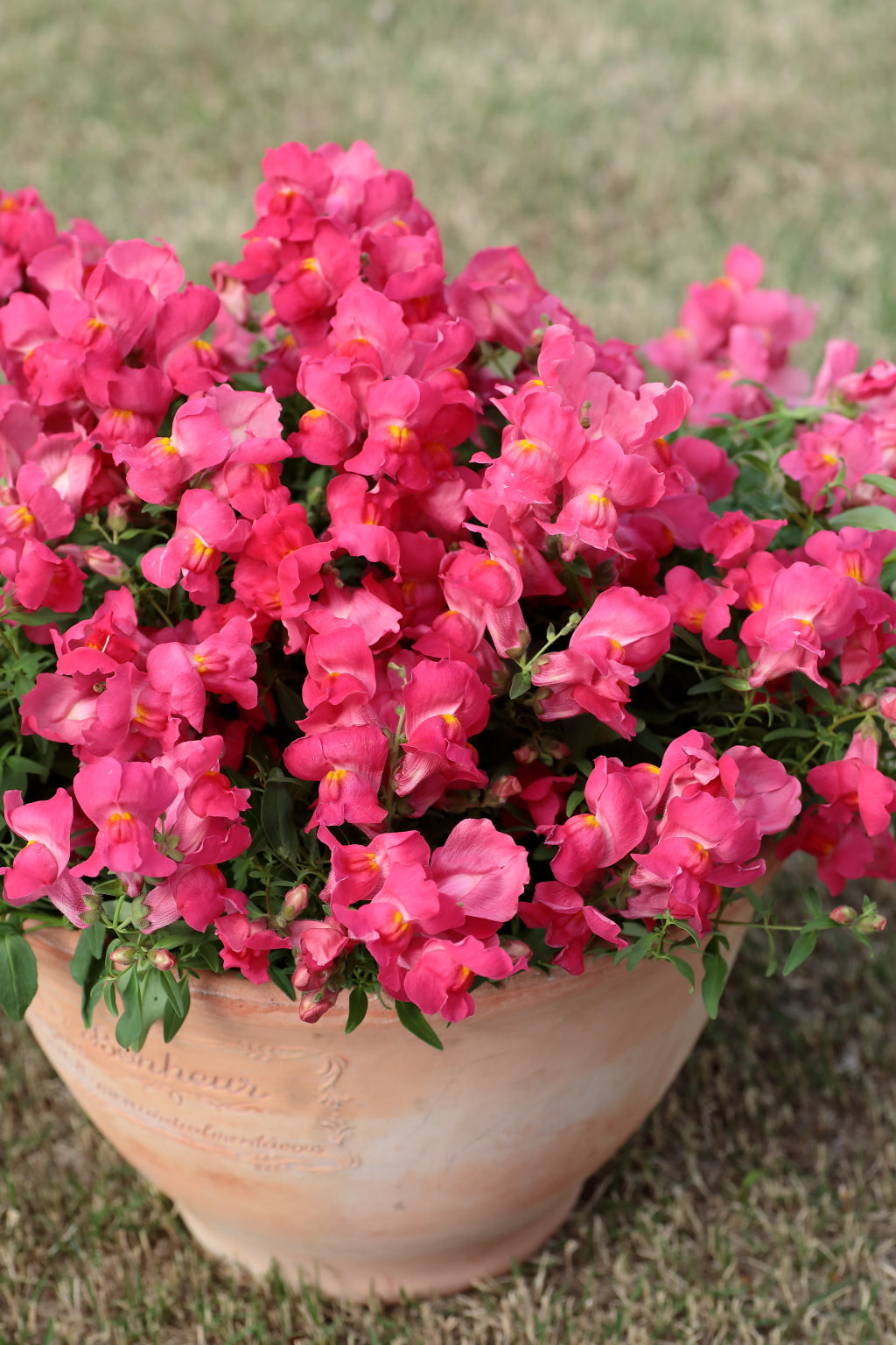 Nokarenā lauvmutīte Candy Showers Rose F1 | Antirrhinum majus