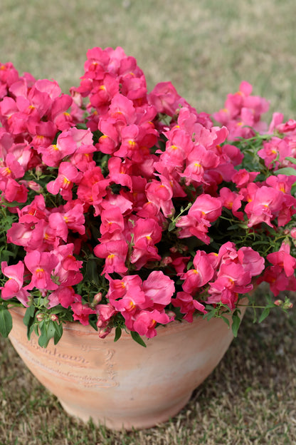 Nokarenā lauvmutīte Candy Showers Rose F1 | Antirrhinum majus