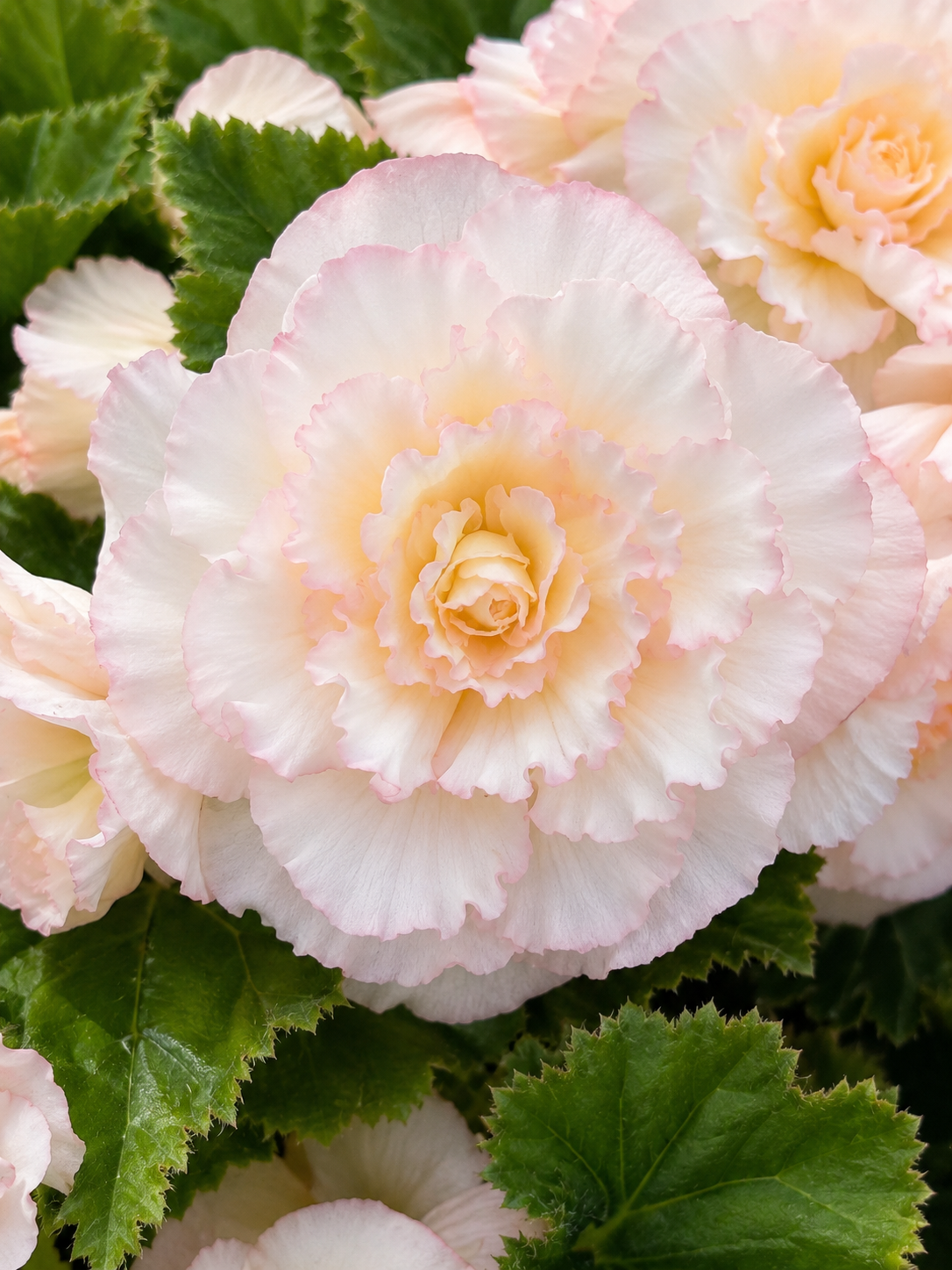 Begonia tuberhybrida Nonstop® Peach Shades F1 | Begonia tuberosa therapyofflowers.com