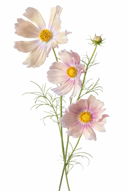 Cosmos bipinnatus ‘Apricot Lemonade’ | Unique Bicolor Blooms therapyofflowers.com