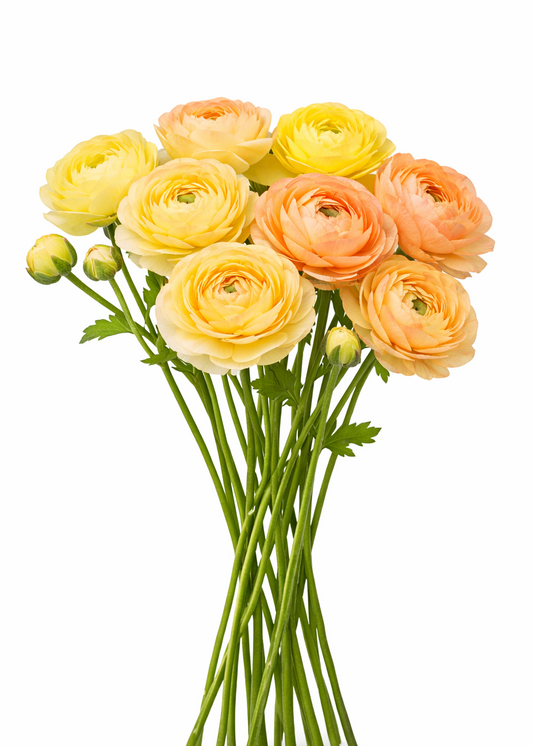 Ranunculus Amandine Yellow Pastel | Ranunculus asiaticus | Persian buttercup therapyofflowers.com