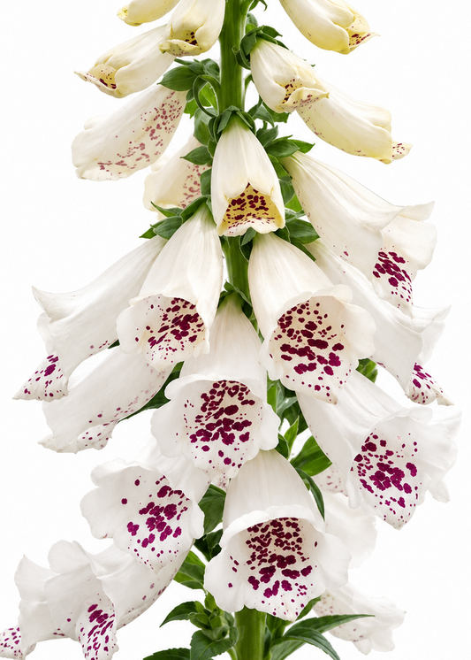 Purpursarkanā uzpirkstīte Dalmatian White F1 | Digitalis purpurea
