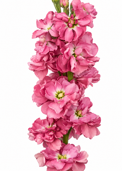 Lefkoja Katz Antique Rose | Matthiola incana
