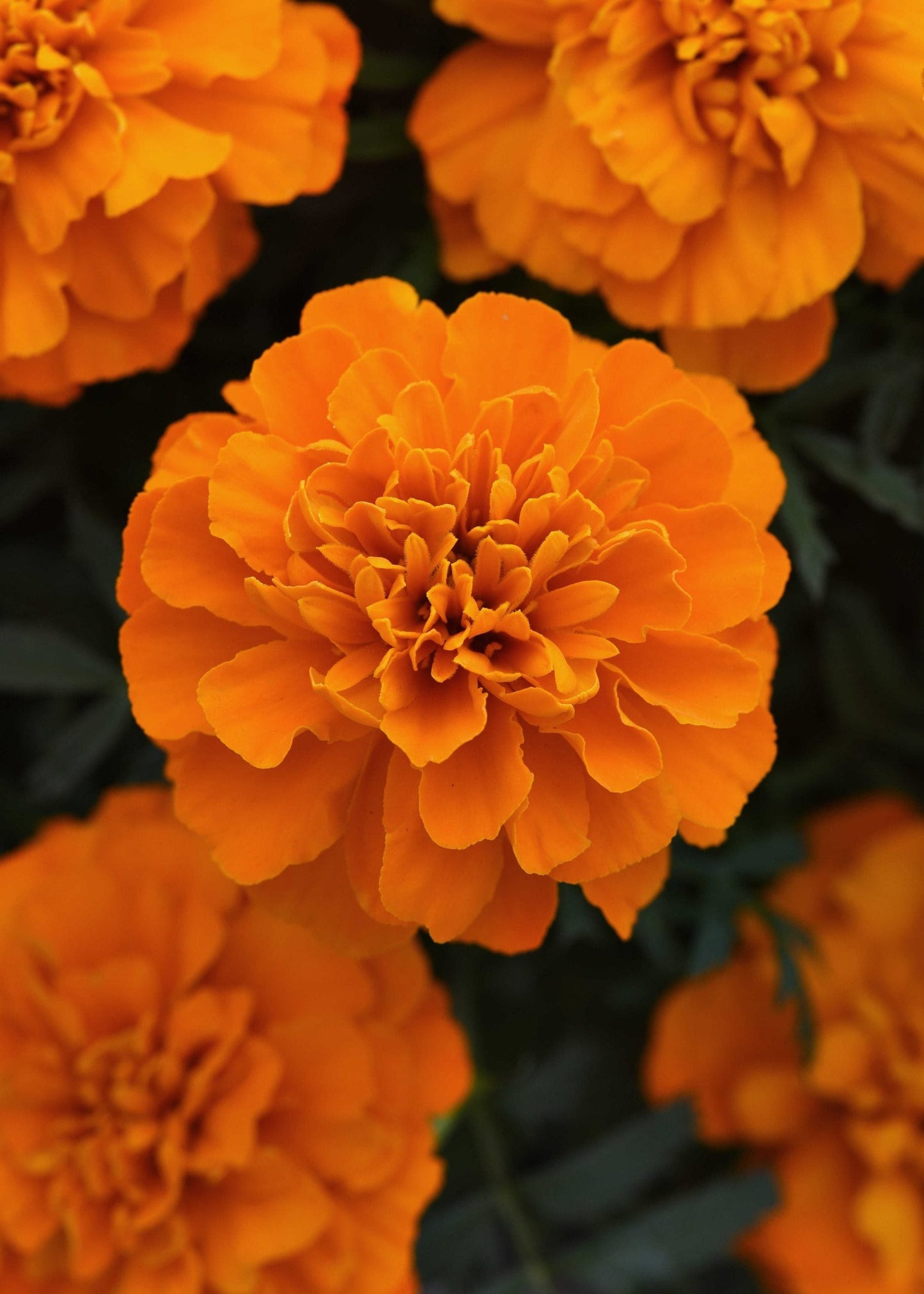 Tagetes patula Bonanza™ Deep Orange | French marigold therapyofflowers.com