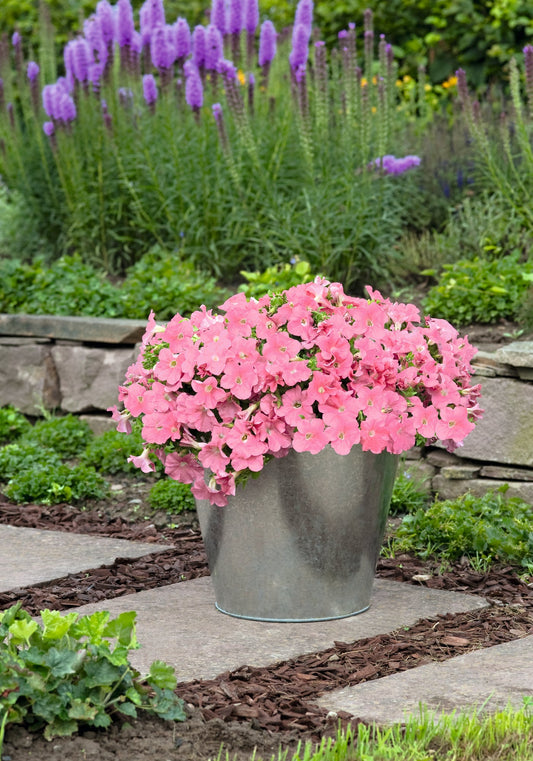 Petunia x Hybrida SUCCESS!® TR Salmon F1 | Trailing grandiflora petunia | Pelleted therapyofflowers.com