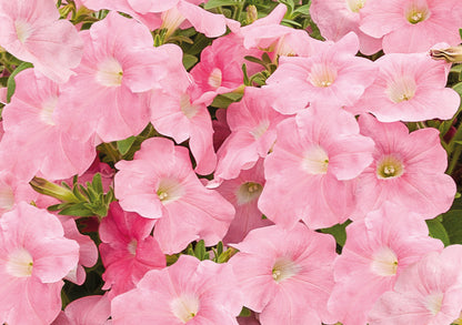 Petunia x Hybrida SUCCESS!® TR Salmon F1 | Trailing grandiflora petunia | Pelleted therapyofflowers.com
