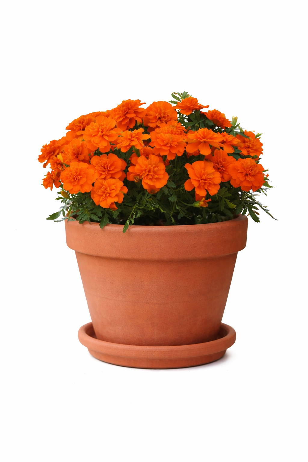 Tagetes patula Bonanza™ Deep Orange | French marigold therapyofflowers.com