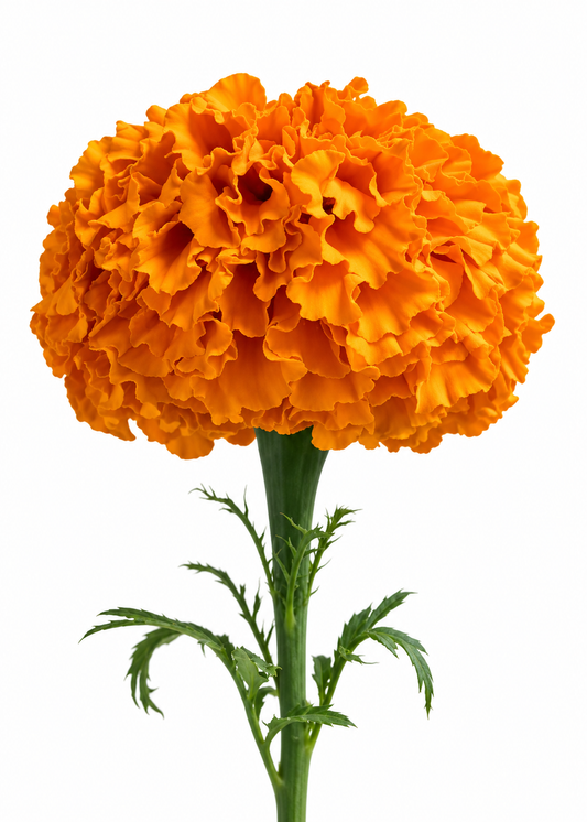 Augstā samtene Xochi™ Orange F1 | Tagetes erecta | Grieztajiem ziediem