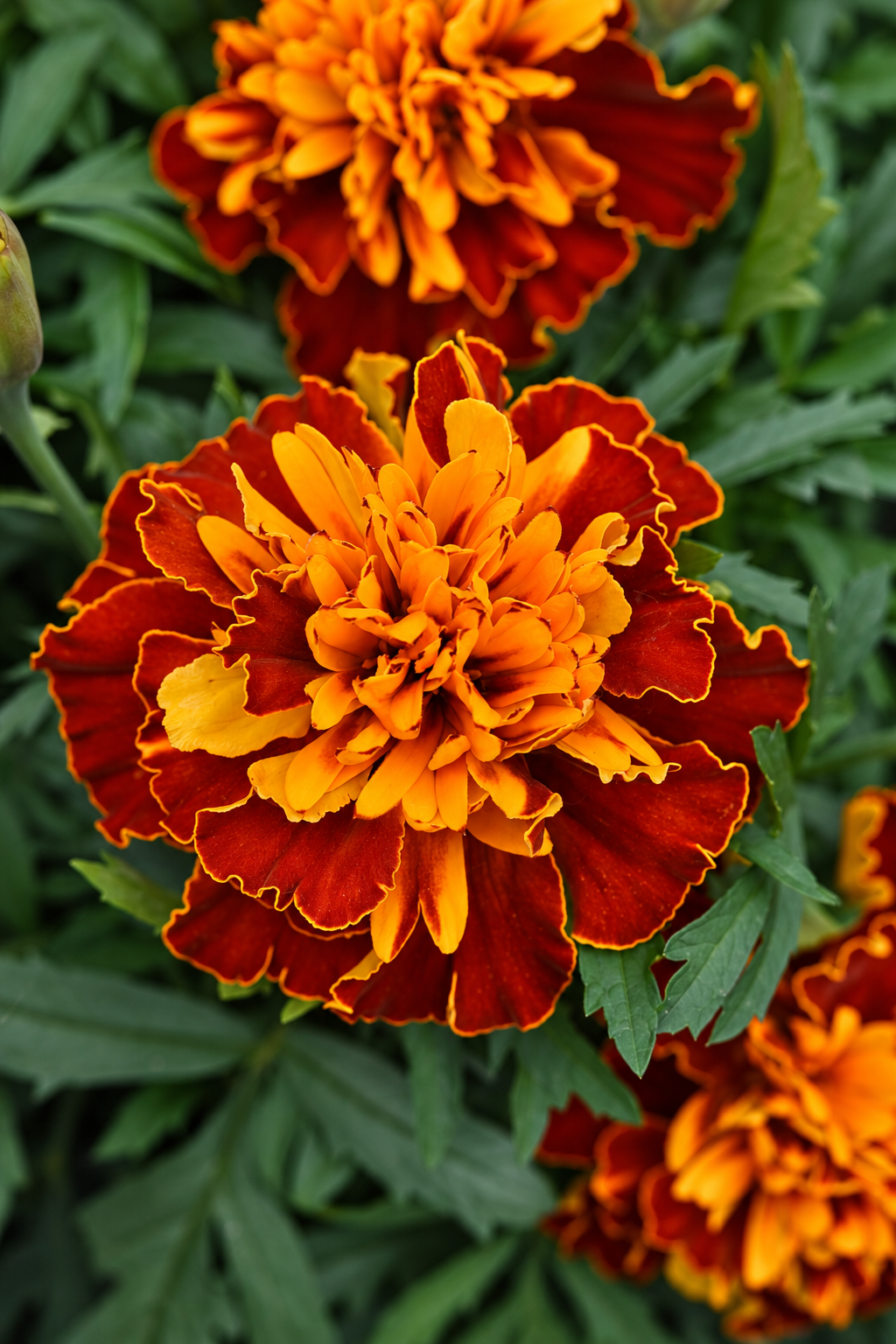 Zemā samtene Bonanza™ Deep Orange | Tagetes patula