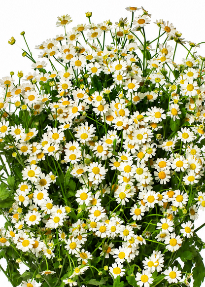 Tanacetum parthenium Cameron | Feverfew | Pelleted therapyofflowers.com