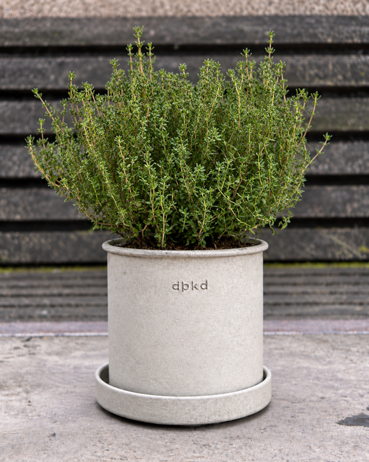 Parastais timiāns SimplyHerbs™ | Thymus vulgaris | Daudzsēklu granulas