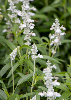 Salvia farinacea Evolution® White  | Mealy Sage therapyofflowers.com