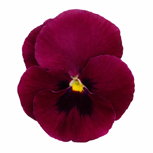 Viola x wittrockiana Inspire® DeluXXe Deep Rose Blotch  | Extra Large, Spring & Autumn Pansy therapyofflowers.com