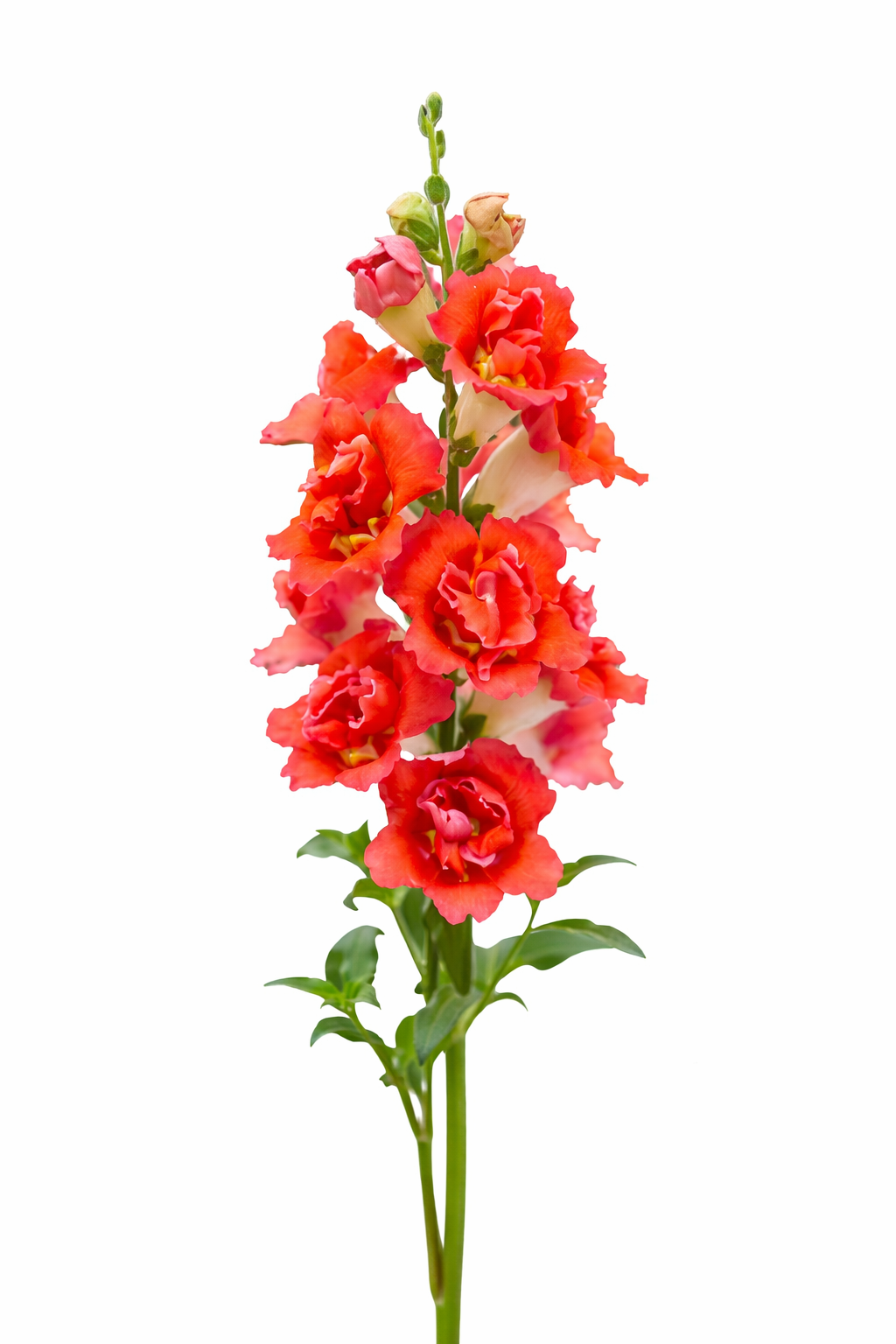 Snapdragon DoubleShot™ Orange Bicolor F1 | Group 3, 4 | Antirrhinum majus therapyofflowers.com