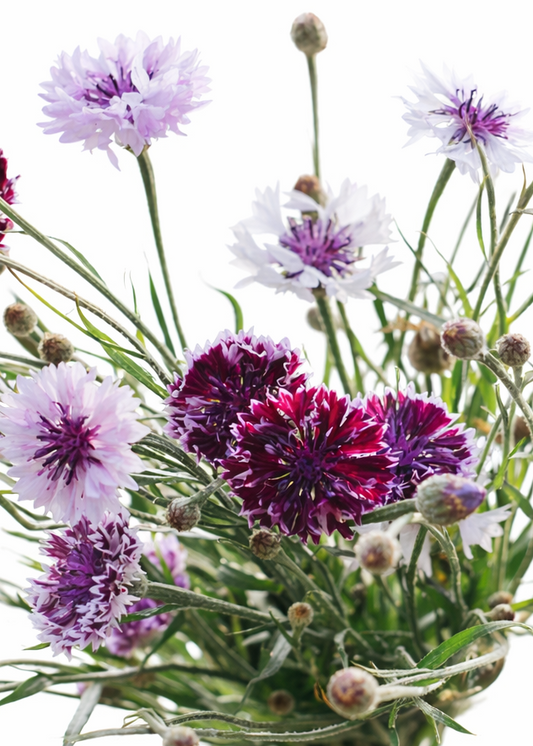 Centaurea cyanus Classic Magic | Cornflower therapyofflowers.com