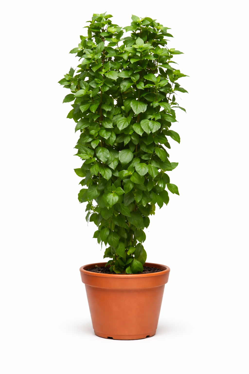 Everleaf Thai Towers Basil | Ocimum basilicum | Aromatic Thai Basil therapyofflowers.com