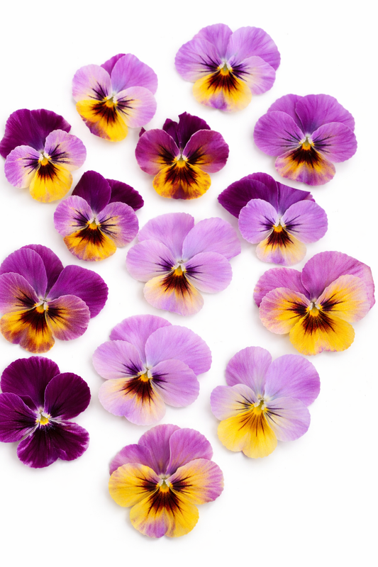 Viola x wittrockiana Caramel Pastel Lilac F1 | Pansy therapyofflowers.com