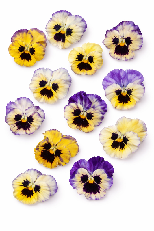 Viola x wittrockiana Aurora Shades F1 | Pansy therapyofflowers.com