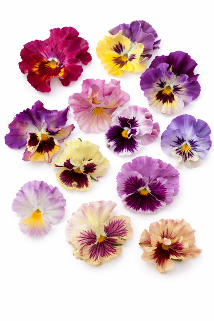Viola x wittrockiana Ballerina Mixed F1 | Pansy therapyofflowers.com