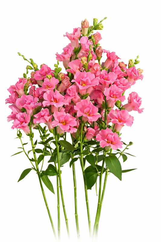 Snapdragon Twinny™ Double Flowered Rose F1 | Antirrhinum majus therapyofflowers.com